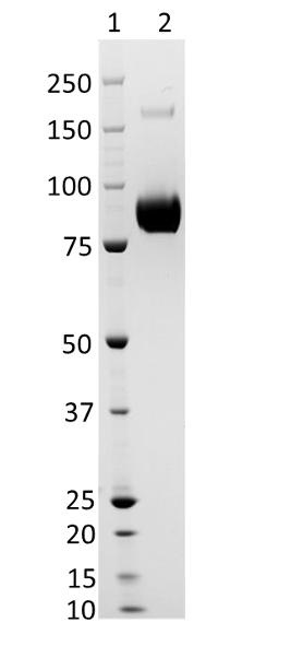 Representative Coomassie-stained reducing SDS-PAGE showing purified Influenza A/District of Columbia/27/2023 (H3N2)-like virus hemagglutinin.